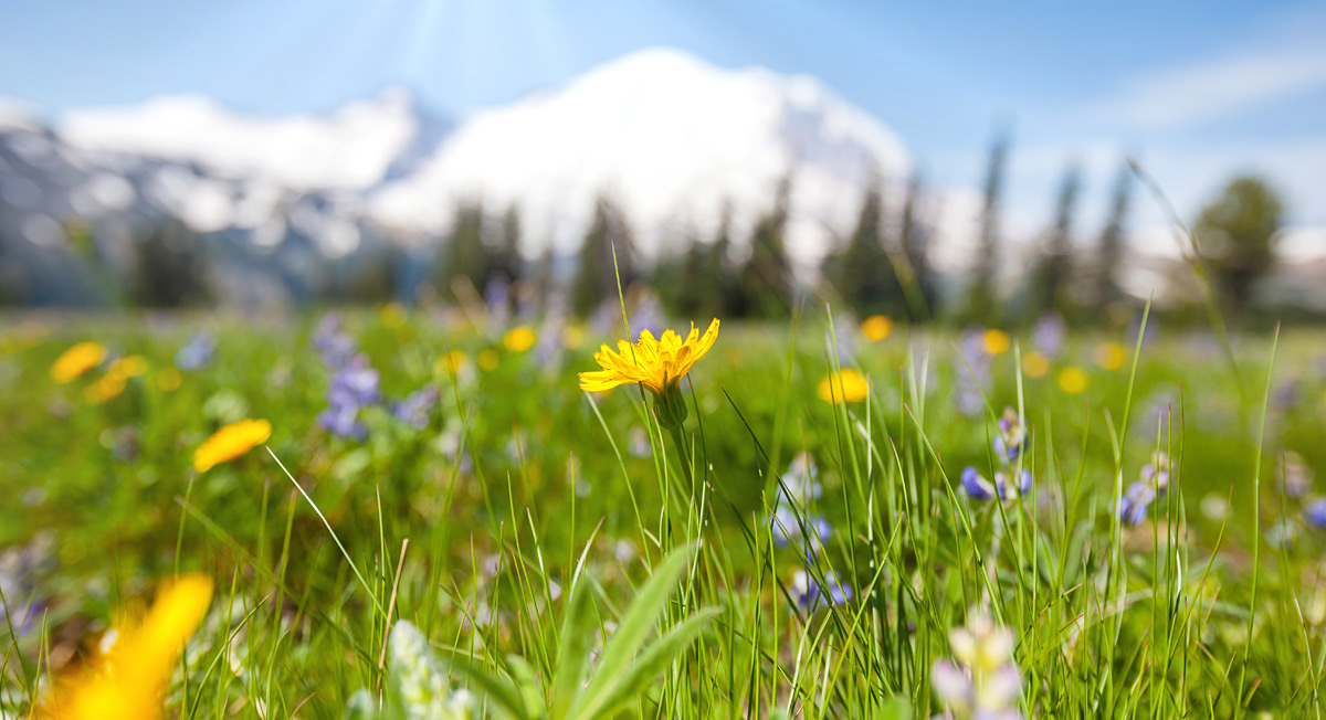 Weather forecast in South Tyrol